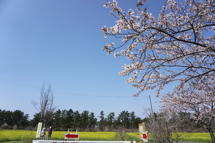 【お花見2017】サンルーラル大潟＆秋田市太平川沿いの桜並木