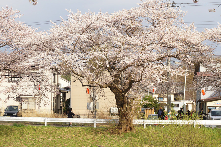 【お花見2017】サンルーラル大潟＆秋田市太平川沿いの桜並木