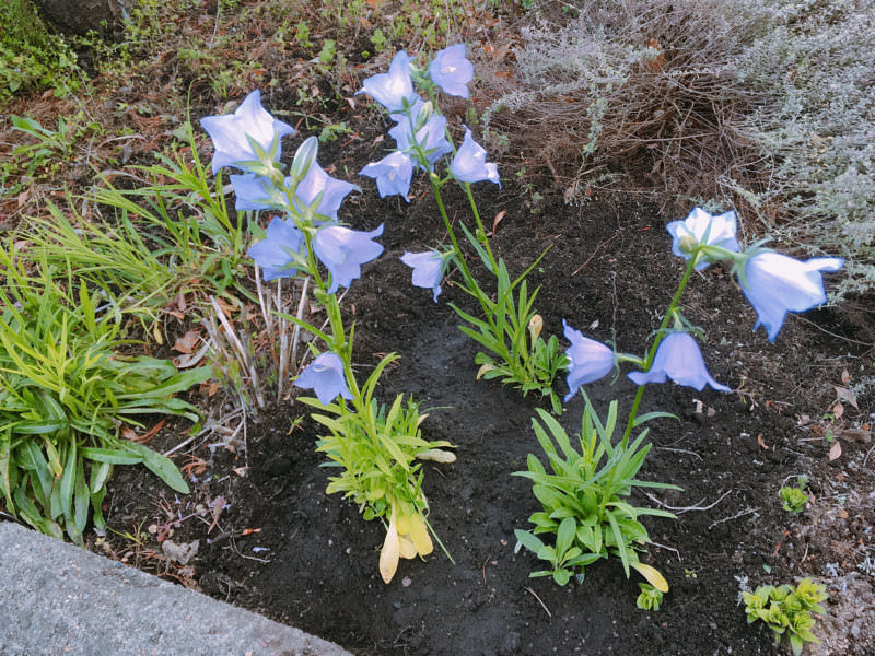 年中お花が楽しめる！ブルーメッセあきた「春のチューリップまつり」に行ってきた